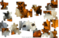 Dog in Leaves Puzzle